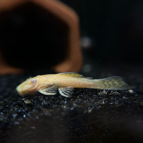 Albino Bristle Nose Pleco | Ancistrus sp.