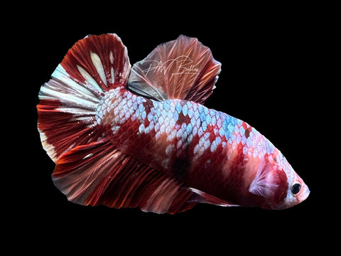 Copper Nemo HMPK Male Betta | M2650