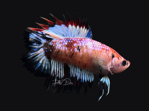 RARE Marble DTCTPK Male Betta | M2588