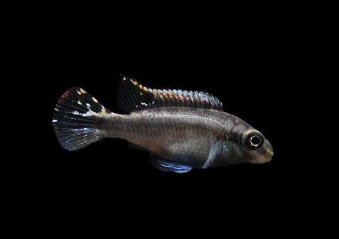 Kribensis | Pelvicachromis pulcher
