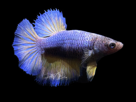 Mustard HM Female Betta | F1687