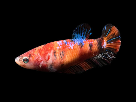 Marble HMPK Female Betta | F1697