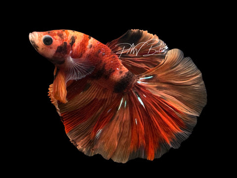Nemo Halfmoon Male Betta | M2561