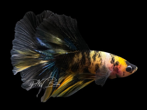 Yellow Koi Halfmoon Male Betta | M2555
