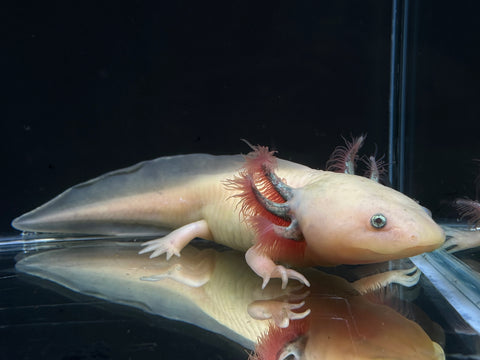 Sub Adult Blue Gill Leucistic (Lucy) Axolotl | A0046