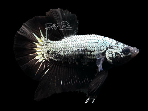 LIVE | Black Dragon HMPK Male | M1