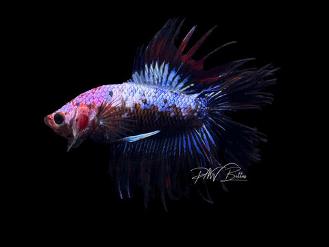 RARE Marble DTCT Male Betta | M2657