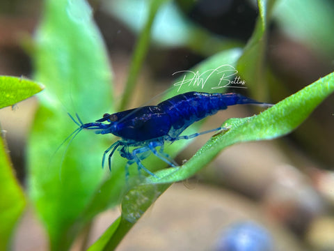 Blue Diamond | Neocaridina Shrimp