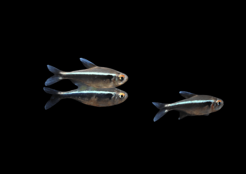 Black Neon Tetra | Hyphessobrycon herbertaxelrodi