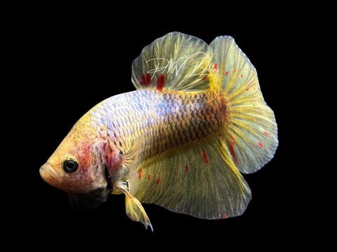 Mustard Vanda HMPK Male Betta | M2568