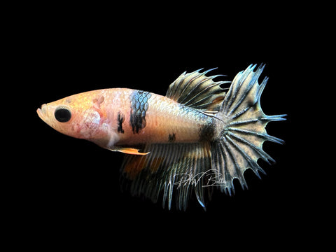 Copper Marble Crowntail Female Betta | F1455