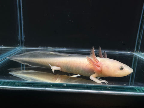 Juvenile Leucistic (Lucy) Axolotl | A0041