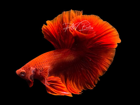 Red Halfmoon Male Betta | M2574