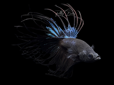 Black Orchid Crowntail Male Betta | M1687