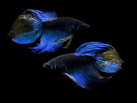 Blacklight Veiltail Male Betta