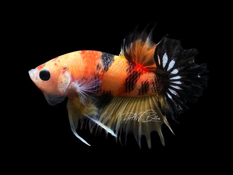 Copper Marble Crowntail Plakat Male Betta | M1775