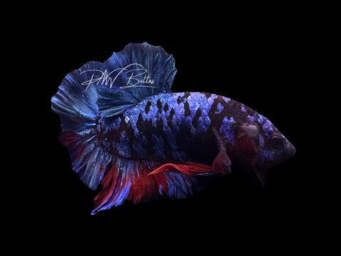 Avatar HMPK Male Betta | M2558