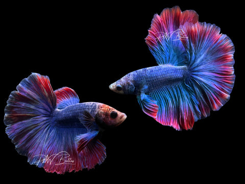 Mascot Halfmoon Male Betta