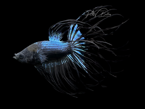 Black Orchid Crowntail Male Betta | M1692