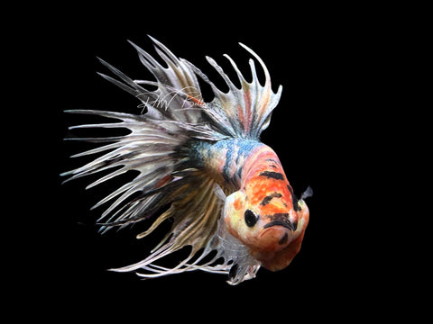 Marble Copper CT Male Betta | M2654