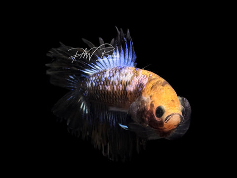RARE Marble DTCT Male Betta | M2559
