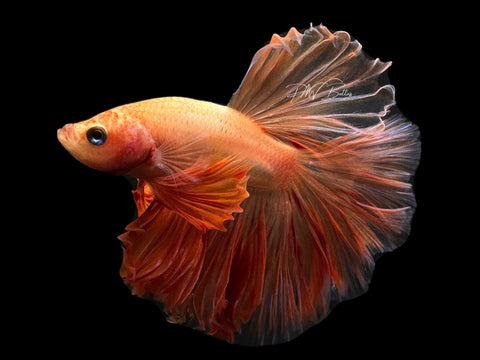 Armageddon HM Male Betta | M2590