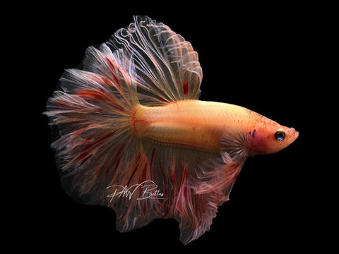 Armageddon HM Male Betta | M2648