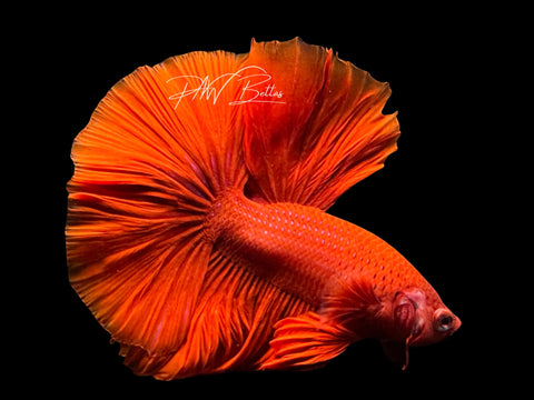 Red Halfmoon Male Betta | M2574