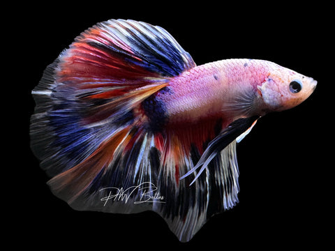 Blue Marble HM Male Betta | M2627
