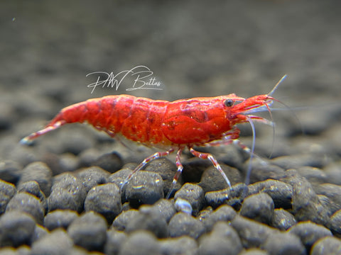 Cherry Red | Neocaridina Shrimp