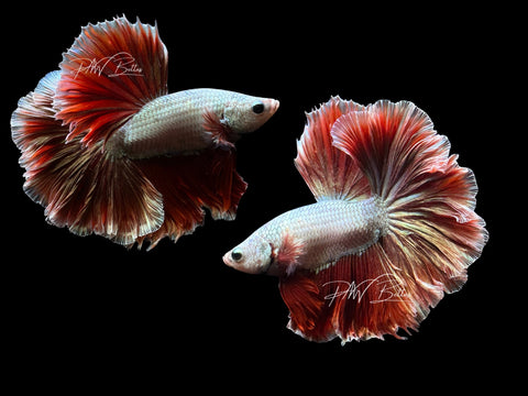 Red Dragon Halfmoon Male Betta AK