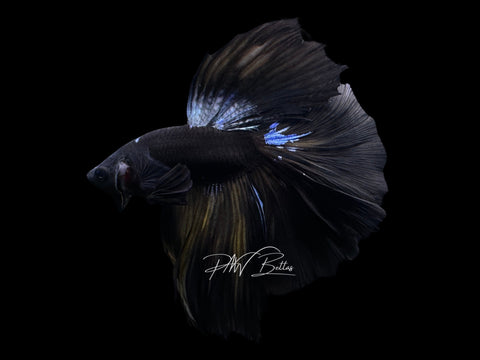 Black Avatar HM Male Betta | LM12