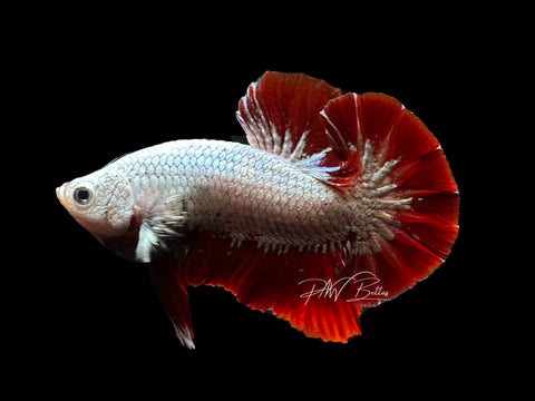 Red Dragon HMPK Male Betta | M2642
