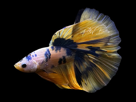 Yellow Fancy Halfmoon Male Betta | M2572