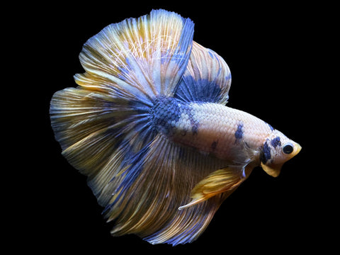 Yellow Fancy Halfmoon Male Betta | M2572