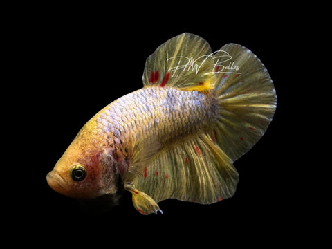 Mustard Vanda HMPK Male Betta | M2568