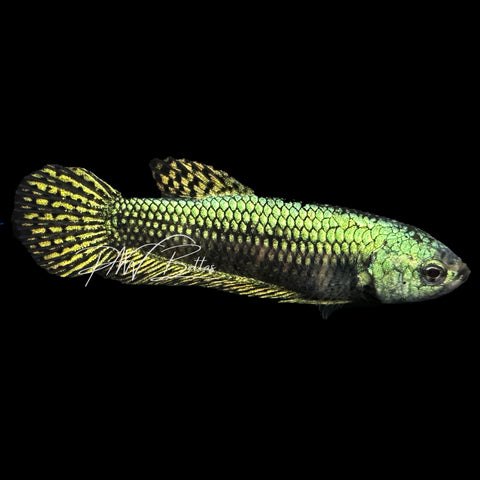 Green Alien Betta | Wild Bettas