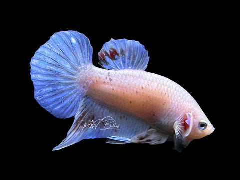USA Bred Iridescent Plakat Male Betta | M2647