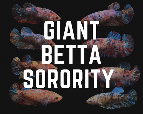 Giant Betta Sorority Mystery Box