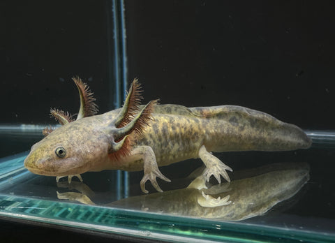 Juvenile Starburst Axolotl | A0043