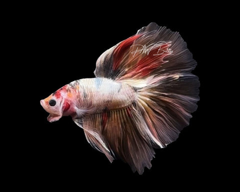 Copper Marble HM Male Betta | M2649