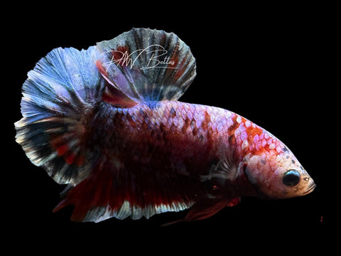 Red Koi Galaxy HMPK Male Betta | M2573