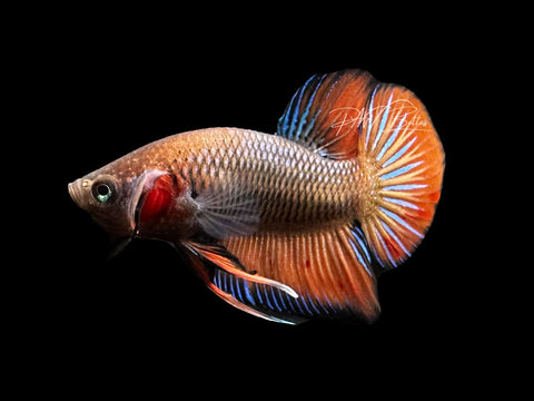 Hybrid Wild Type Plakat Male Betta | M2879