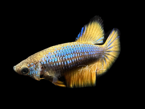 Mustard HM Female Betta | F1683