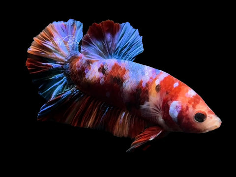 Candy HMPK Male Betta | M2575