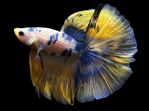 Yellow Fancy Halfmoon Male Betta | M2572