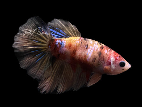 Candy HM Female Betta | F1688