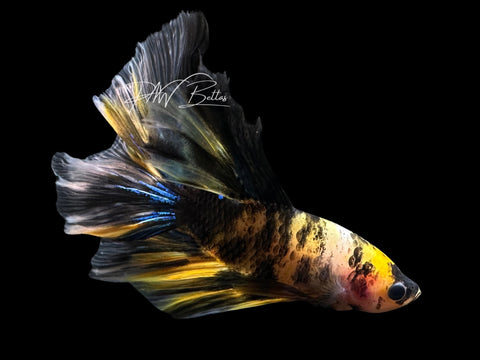 Yellow Koi Halfmoon Male Betta | M2555