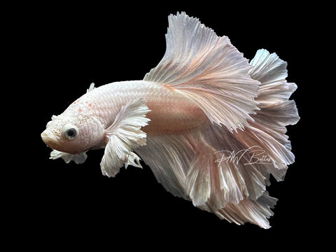 Dumbo Platinum HM Male Betta | M2659
