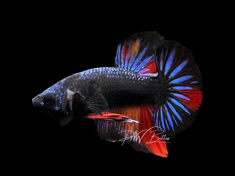 Avatar Nemo HMPK Male Betta | M2854